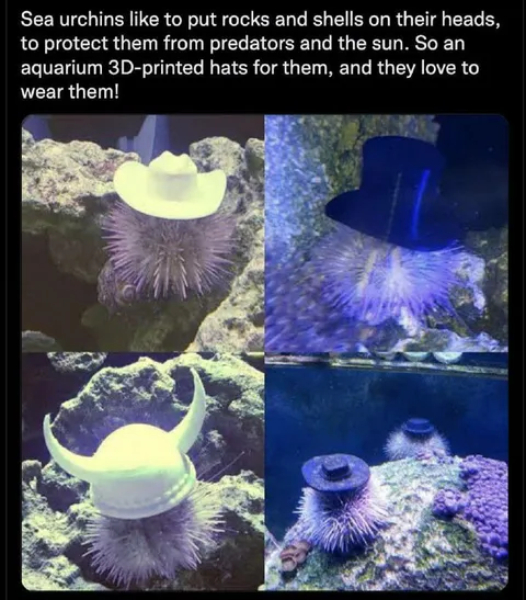 Sea Urchins Wearing Tiny Hats