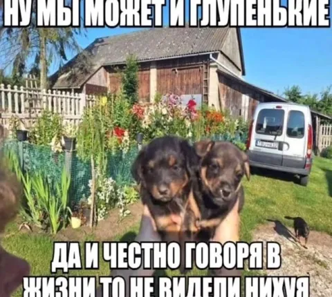 Глупенькие щенки ничего не видели