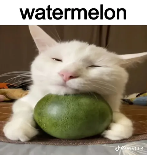 Cat Hugging a Watermelon