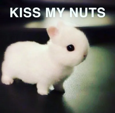 Kiss My Nuts Bunny