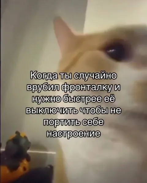 Кот срочно выключает фронталку