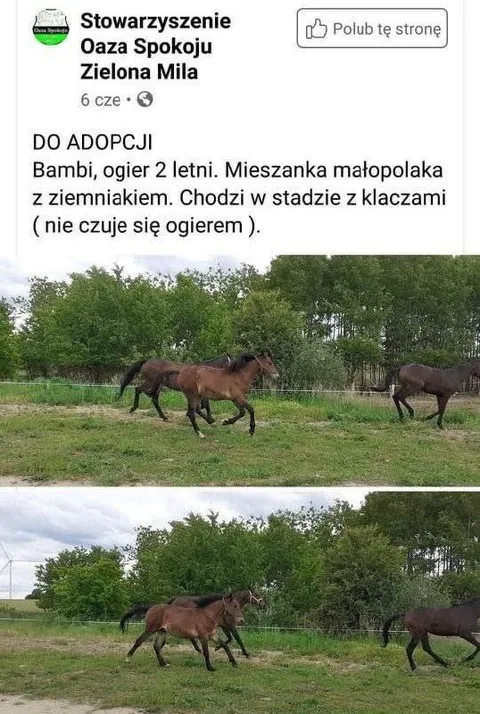 Bambi nie czuje się ogierem