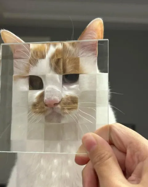 Кот за стеклом