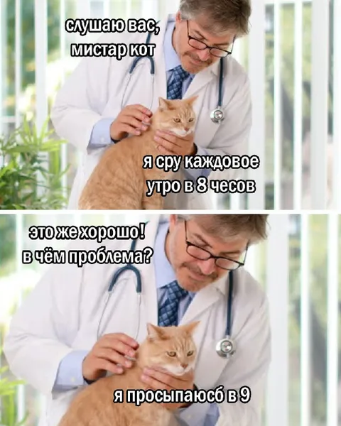 Кот ходит в туалет по расписанию