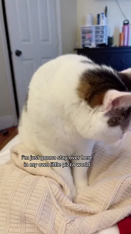 Mayor Cat Gets a Huge One