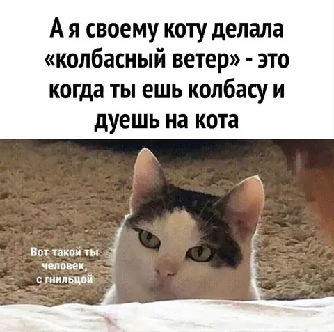 Колбасный ветер для кота