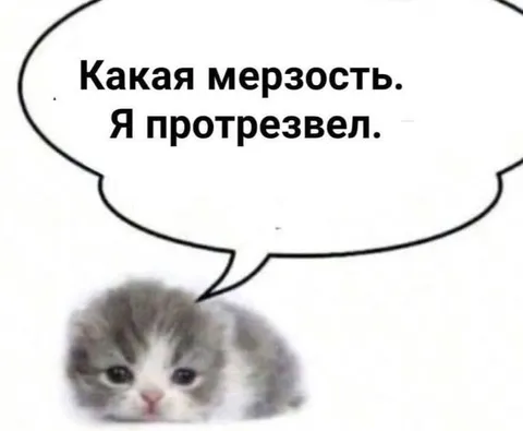 Котёнок протрезвел