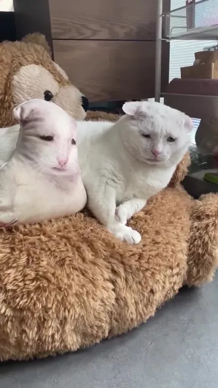 Кот вытесняет соседа с лежанки