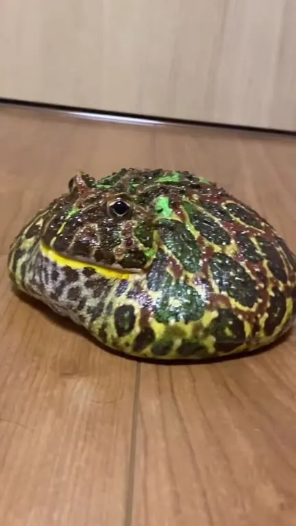 Лягушка, которая никуда не спешит