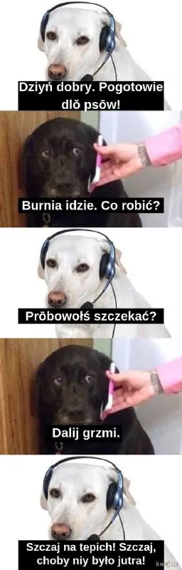 Pogotowie dla psów