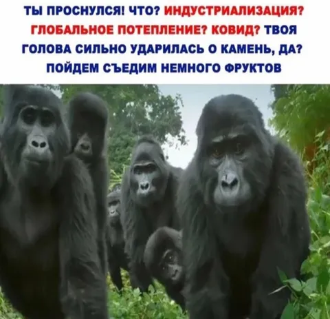 Проснулся после удара камнем