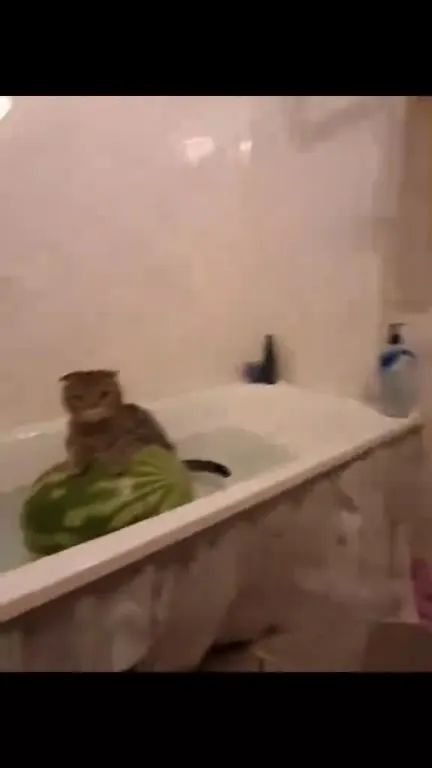Кот на арбузе в ванне