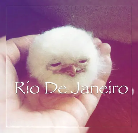 Rio De Janeiro Baby Cat