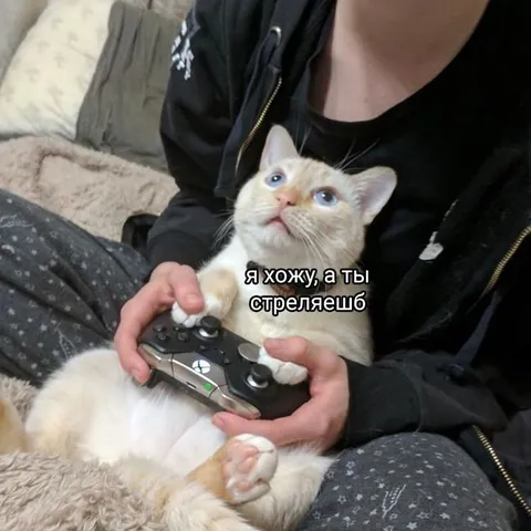 Кот играет в шутер