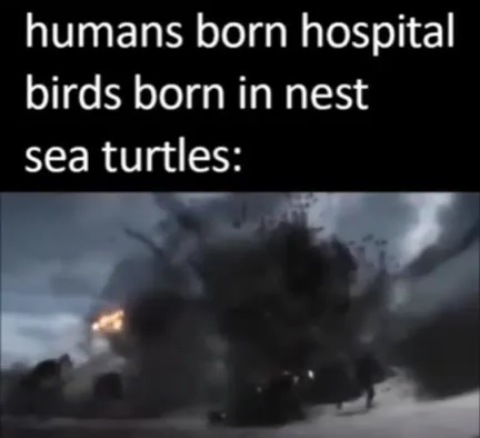 Sea Turtles Born in War