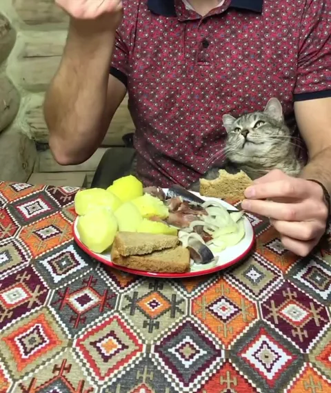 Кот за хозяйским обедом