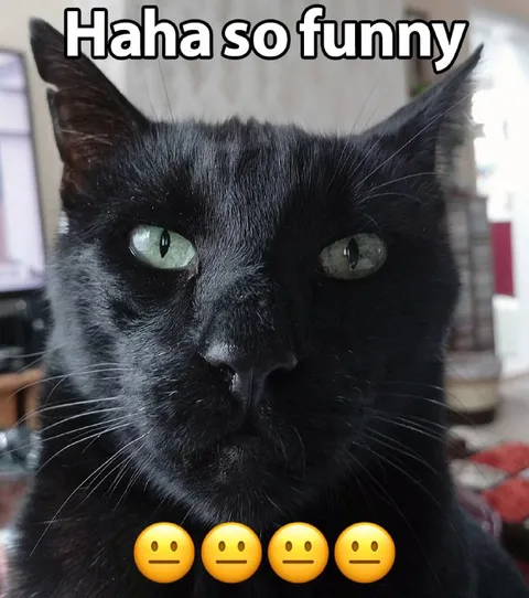 Black Cat Is Not Amused