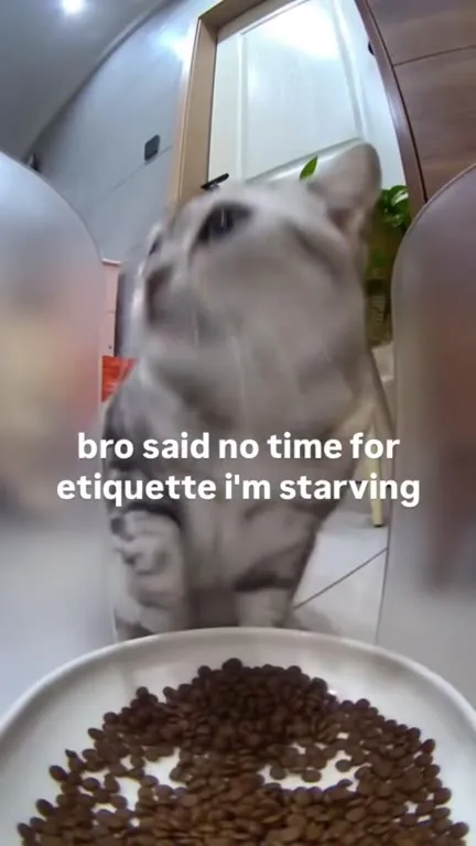 Hungry Cat Ignores Etiquette