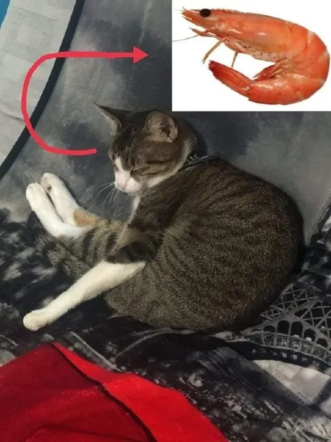 Кот или креветка