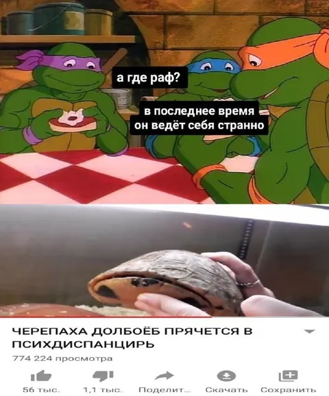 Черепаха прячется в психодиспансир