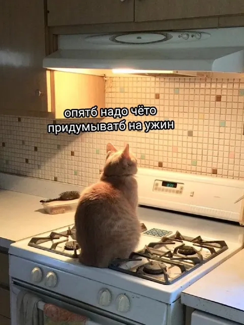Кот снова думает об ужине