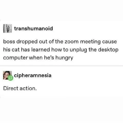 Cat Unplugs Boss's Computer
