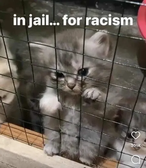 Kitten in Jail for Racism