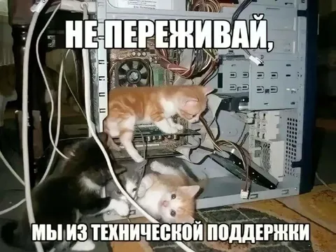 Коты из технической поддержки