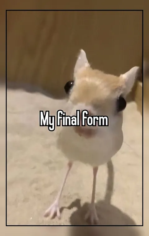 My Final Form Bird
