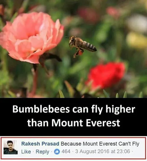 Bumblebee Mount Everest Joke