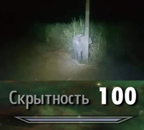 Слон прокачал скрытность