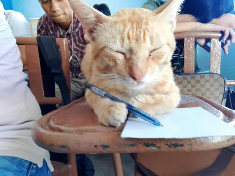 Кот пишет контрольную
