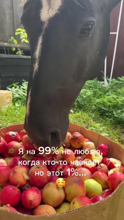 Лошадь хрустит яблоками
