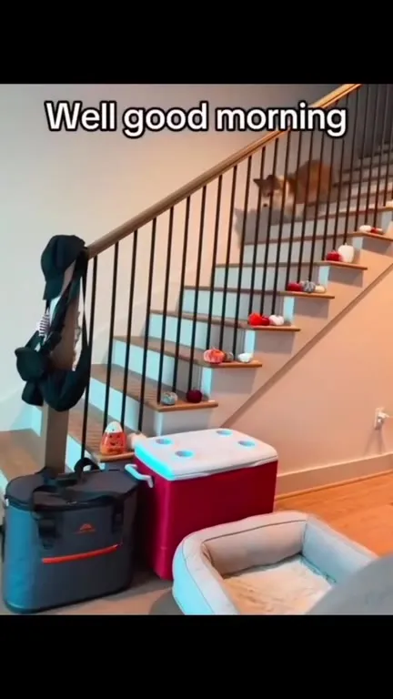 Dogs That Cannot Handle Stairs