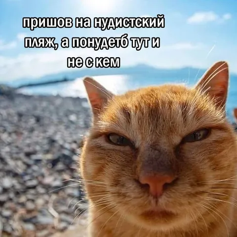 Кот на нудистском пляже