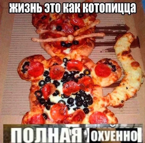 Жизнь как котолищца