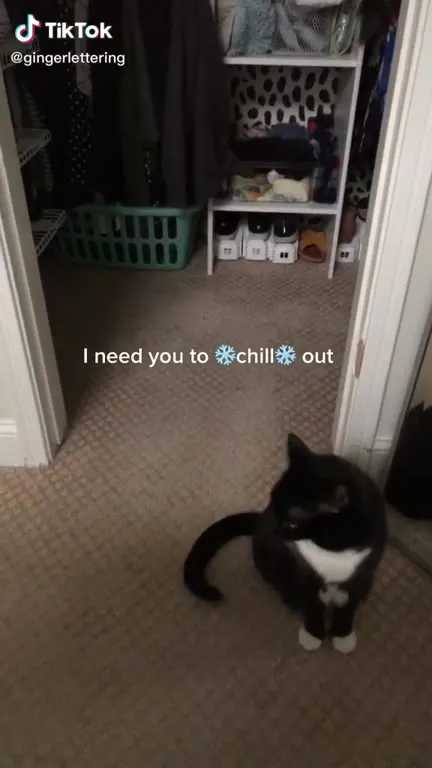 Cat Says Chill Out