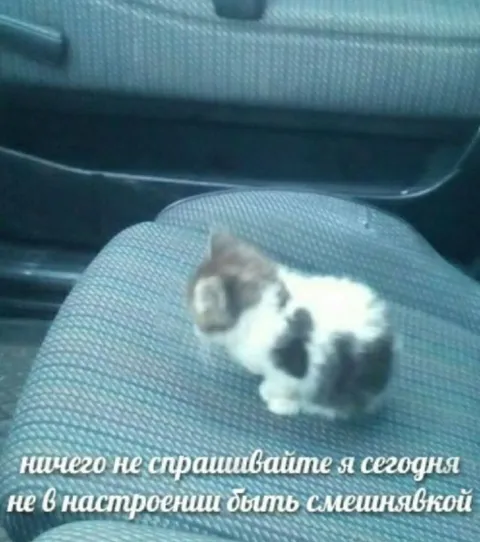 Кот не в настроении смешнявкой быть