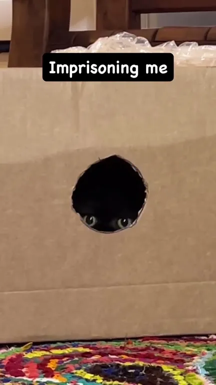 Cat Trapped in Its Own Body