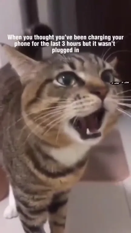 Cat Realizes Phone Wasn't Charging