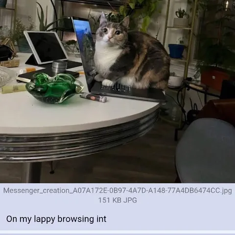 Cat Browsing on My Lappy