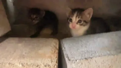 Котята выглядывают из укрытия