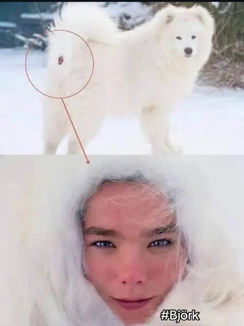 Björk Arctic Fox
