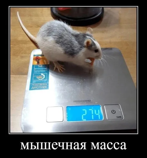 Мышечная масса мыши