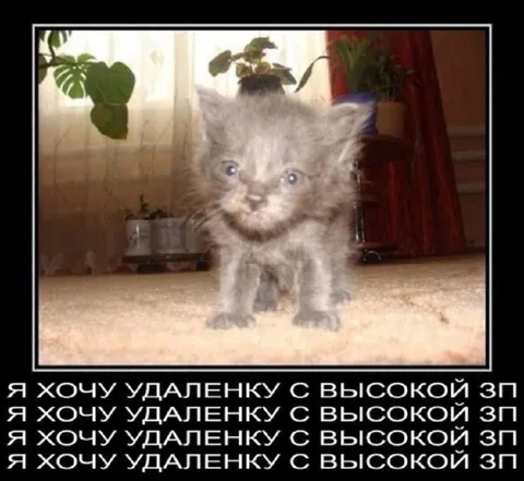 Котёнок хочет удалёнку