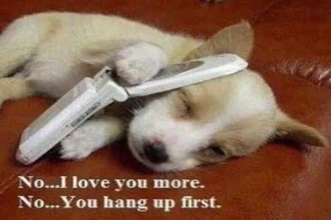 Puppies Refuse to Hang Up