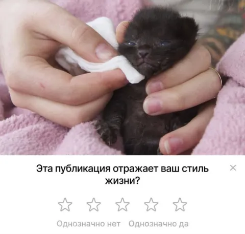 Котёнок не отражает стиль жизни