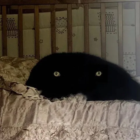Чёрный кот прячется на кровати