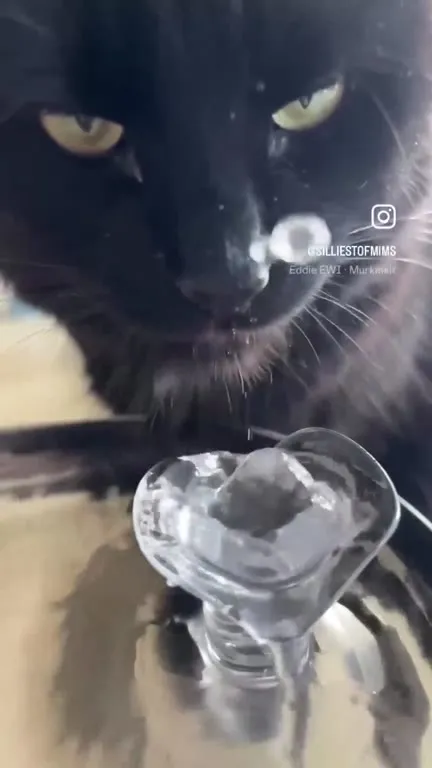 Кот с языком до воды