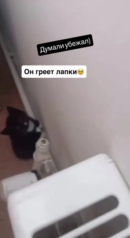 Котёнок греет лапки